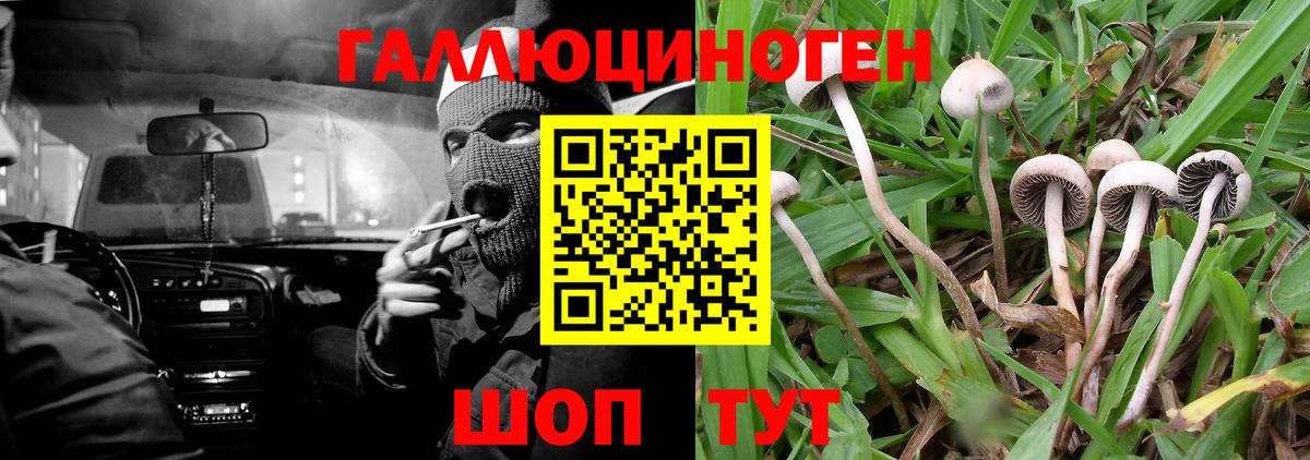 где найти   Елабуга  Псилоцибиновые грибы Cubensis 