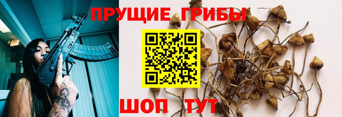 Галлюциногенные грибы Psilocybe Елабуга